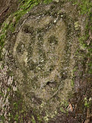 Roche gravée d'époque précolombienne, rivière du Plessis, Vieux-Habitants.