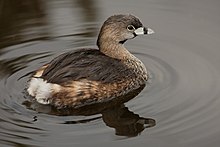 A pied-billed grebe swimming