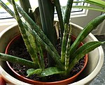 Unga skott av Pinnlilja (Sansevieria cylindrica) en art i familjen Sparrisväxter.