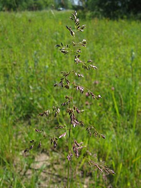 Poa pratensis