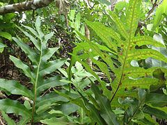 Description de l'image Polypodium scolopendria.jpg.