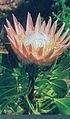 La Protea, fleur nationale