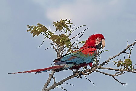 Red-and-green macaw, by Charlesjsharp