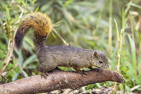 Red-tailed squirrel, by Charlesjsharp