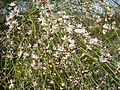 Retama raetam (Fabaceae)