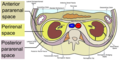 Highlighted retroperitoneal spaces