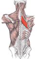 Rhomboid major muscle (red)
