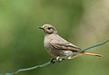 Black redstart, Phoenicurus ochruros