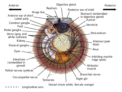 Anatomical diagram of a scallop, by KDS4444