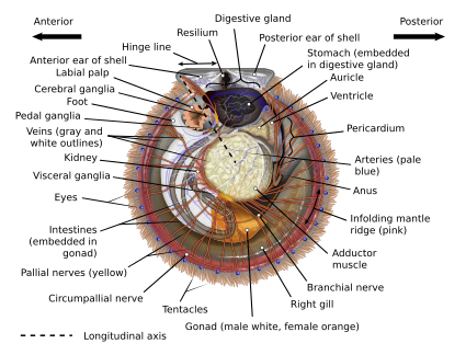 Pectinidae