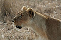 Lionne d'Afrique (Panthera leo, Metazoa, Mammalia, Felidae)