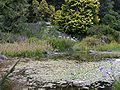 Pond at Dwarf Conifer collection of SF Botanical Garden