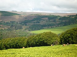 Tea farms in the South Tanzania Highlands in the Ludewa, Njombe