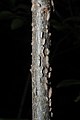 U. thomasii young bark