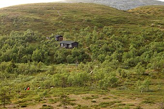 Fjällbjörk vid trädgränsen (finska Lappland).