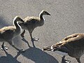 Canada Geese, Pier 4 Park