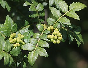 초피나무(Zanthoxylum piperitum)