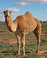 Camel (nom)