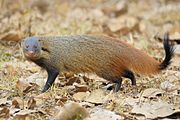 Brown mongoose