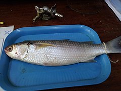 A preserved Flathead grey mullet on a tray