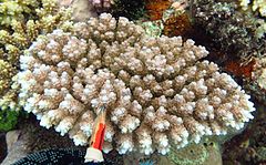 Description de l'image Acropora anthocercis.jpg.