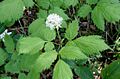 Actaea spicata