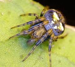 Description de l'image Araneus albotriangulus.jpg.