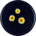 Aspergillus megasporus growing on YES plate