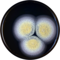 Aspergillus subramanianii growing on MEAOX plate