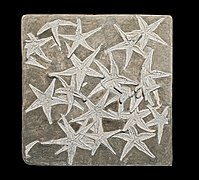 Astropecten lorioli (espèce fossile du Jurassique).