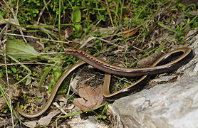 Anguis cephallonicus