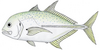 Bluespotted trevally