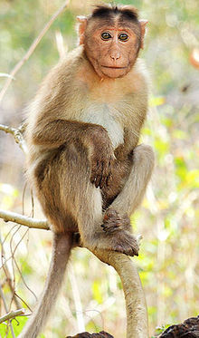 alt=Bonnet macaque Macaca radiata Mangaon, Maharashtra, India