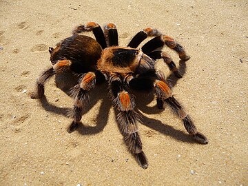 Mygale (Brachypelma smithi), un euarthropode chélicéré.