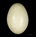 Egg of Bucorvus abyssinicus MHNT