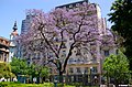 Jacarandas in bloom, Lavalle Park