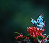 Butterfly at Botanic Garden