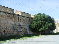 Último acebuche de los de Cádiz