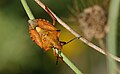 Carpocoris mediterraneus