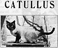 Catullus, maschio Siamese di colore seal point dei primi del 1900