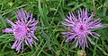 Centaurea jacea