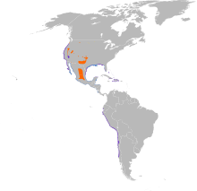 Map showing the distribution of the snowy plover in the Americas