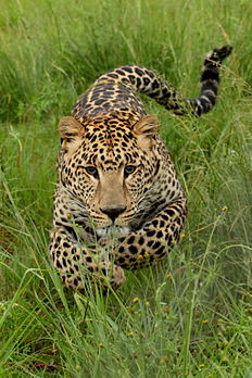 Un jeune léopard (Panthera pardus) en train de charger dans le Rhino and Lion Park, dans la province de Gauteng, en Afrique du Sud. (définition réelle 2 043 × 3 066)