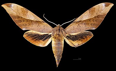 Female dorsal view