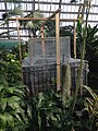 An endangered coco de mer seed in incubation at Garfield Park Conservatory in 2014