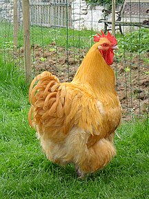 Buff cock