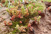 Crassula tillaea, una delle specie indigene in Italia.