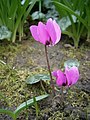 Cyclamen pseudibericum March 2020