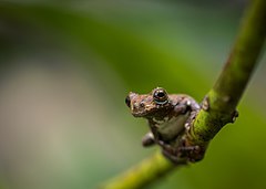 Description de l'image Dendropsophus marmoratus (24197257363).jpg.