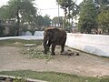 Suzi, the African elephant